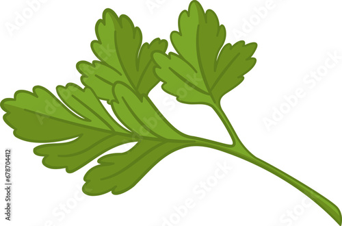 Fresh Parsley Leaf. Vector Illustration of Plants for Cooking.