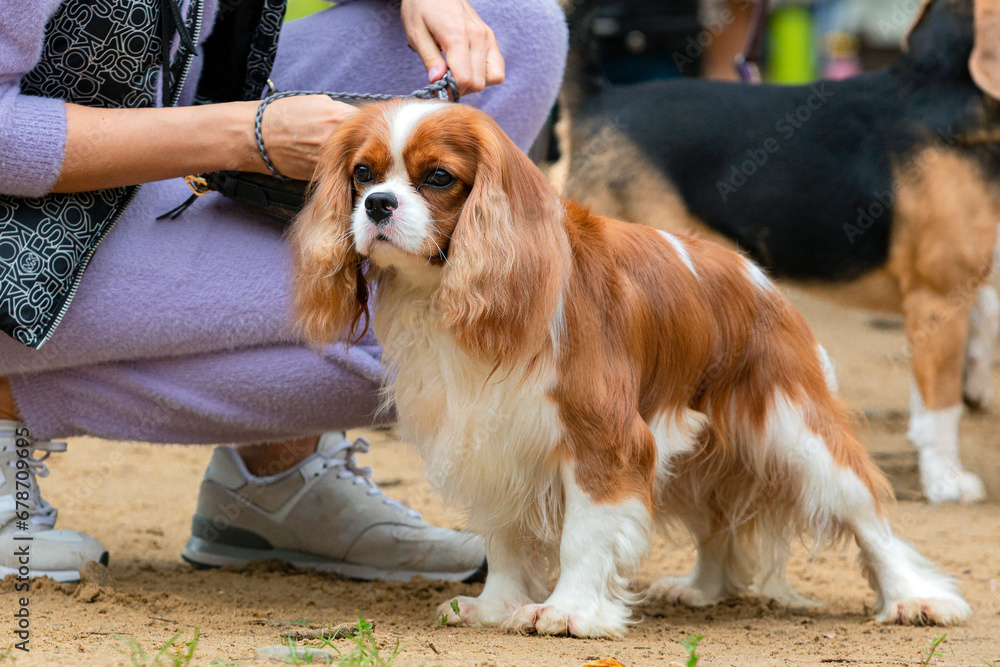 The Cavalier King Charles spaniel dog at the dog show.