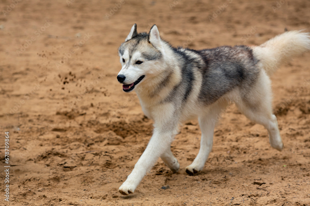 A dog of the Siberian Husky breed runs along the sand A dog of the Siberian Husky breed runs along the sand