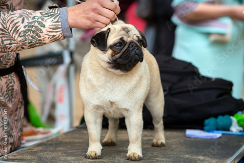 Tableau sur toile Funny pug at the dog show