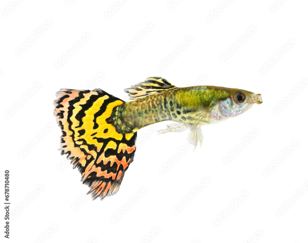 Yellow guppy fish on transparent png Yellow guppy fish on transparent png