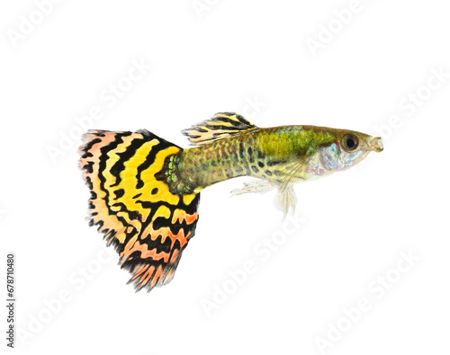 Yellow guppy fish on transparent png