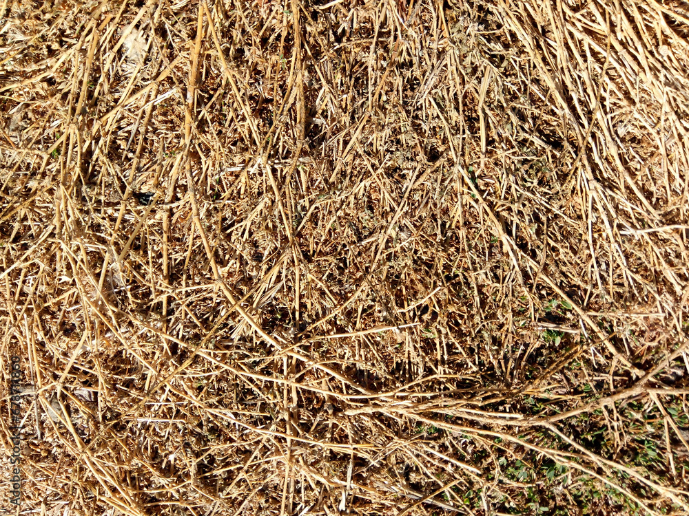 Yellowed, dead grass stalks. Dried grass in winter. Yellowed, dead grass stalks. Dried grass in winter.