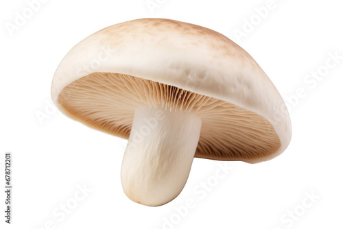 A mushroom on a transparent white background