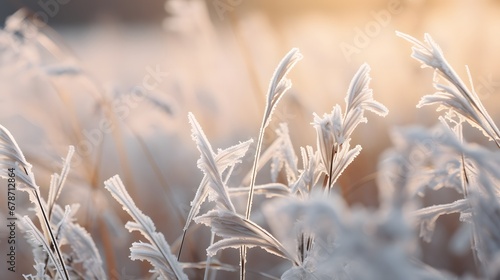 Dry grass covered with frost and ice