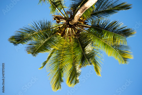 View from below of a coconut tree with long branches.