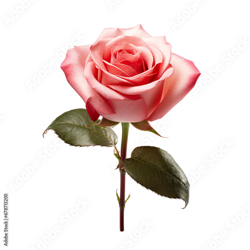 single pink rose isolated on transparent background