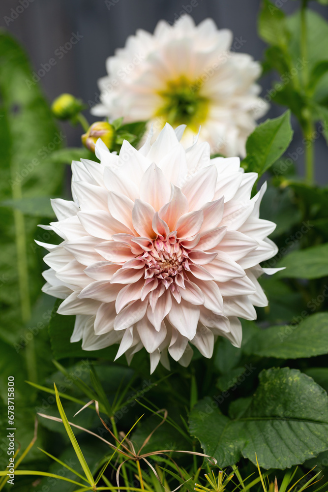 Obraz premium Dahlia Cafe au Lait flower plant growing in summer cottage garden