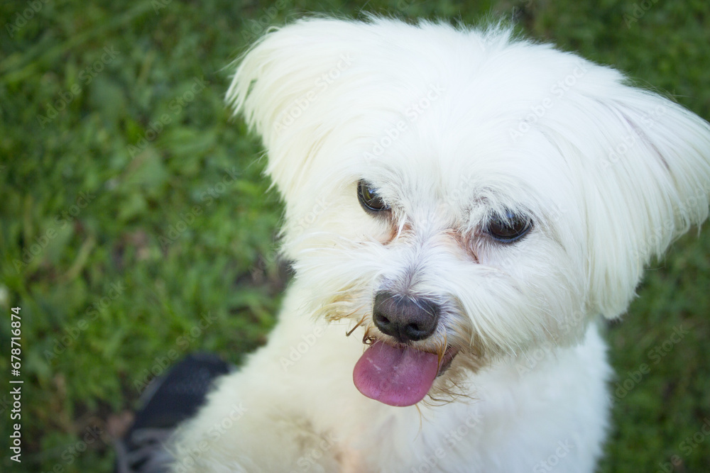 White maltese bichon on the grass outdoors White maltese bichon on the grass outdoors