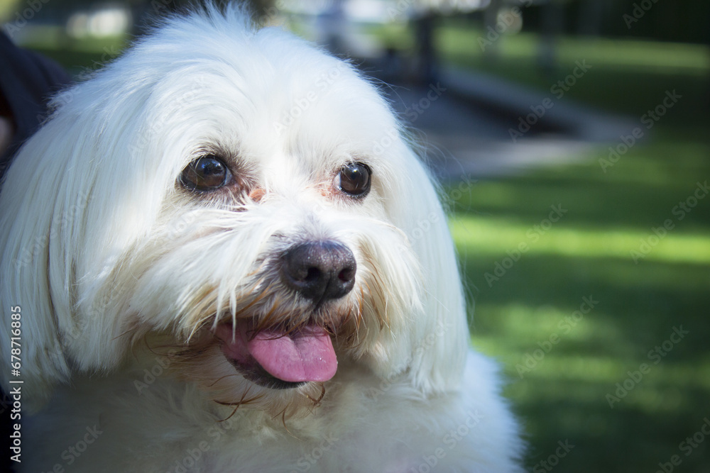 White maltese bichon on the grass outdoors White maltese bichon on the grass outdoors