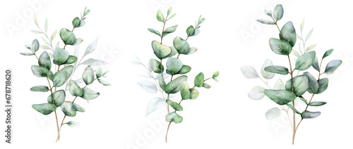Eucalyptus Watercolor Illustration. Eucalyptus Greenery Hand Painted isolated on white background. Perfect for wedding invitations, floral labels, bridal shower and floral greeting cards © Xenia