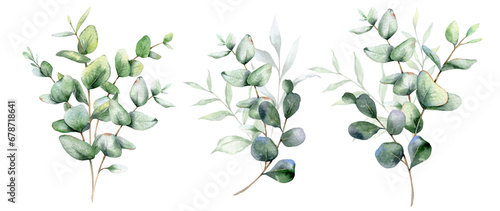Eucalyptus Watercolor Illustration. Eucalyptus Greenery Hand Painted isolated on white background.  Perfect for wedding invitations, floral labels, bridal shower and  floral greeting cards
