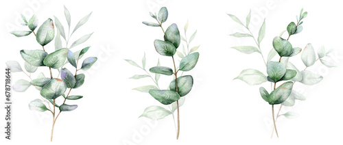 Eucalyptus Watercolor Illustration. Eucalyptus Greenery Hand Painted isolated on white background.  Perfect for wedding invitations  floral labels  bridal shower and  floral greeting cards