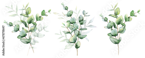 Eucalyptus Watercolor Illustration. Eucalyptus Greenery Hand Painted isolated on white background. Perfect for wedding invitations, floral labels, bridal shower and floral greeting cards