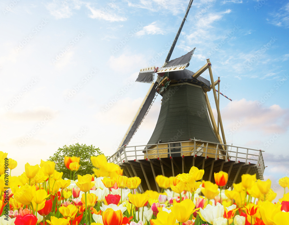 one dutch windmill over tulip flowers field in sunny spring day, Netherlands
