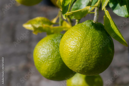 Wallpaper Mural 緑のマーコットオレンジ Torontodigital.ca