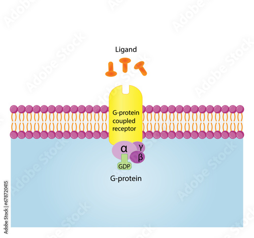 G protein coupled receptors gated ion channel. Structure of a G protein-coupled receptor (GPCR). Mechanism for the transport of ions. Cell membrane receptors for ligands bind. vector illustration