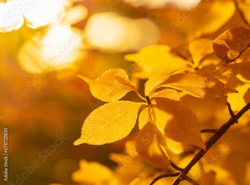 Autumn Leaves Closeup