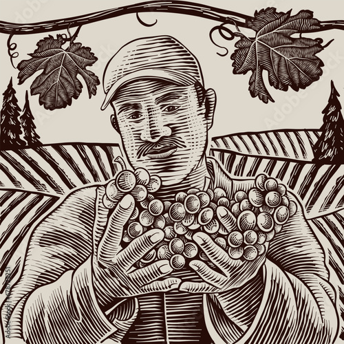vector illustration Farmer picking grapes in the garden, with agricultural background. unique carving technique