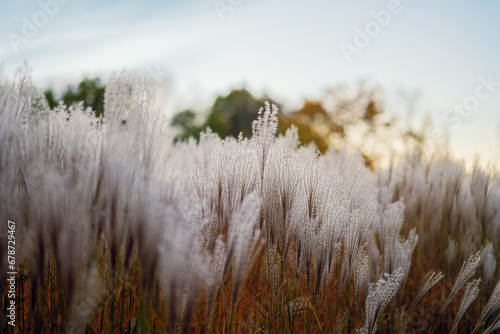 .Close-up of ornamental grasses at sunset in autumn. Feathers of ornamental grasses photo