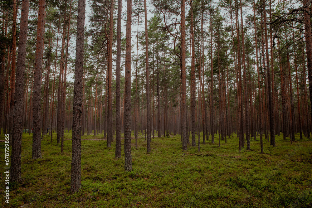 Huge trunks of coniferous trees in the forest