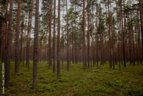 Fototapeta Naklejka Na Ścianę i Meble -  Huge trunks of coniferous trees in the forest