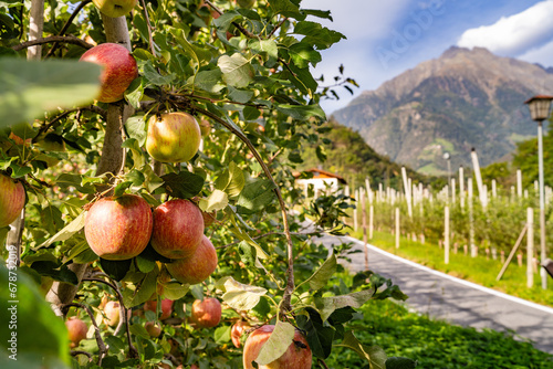 Algund - Meran - Südtirol - Italien - Apfelbäume - Apfel
