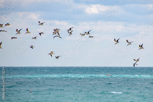 Talha-mar  Rynchops niger    Black Skimmer