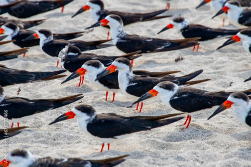 Talha-mar (Rynchops niger) | Black Skimmer photo