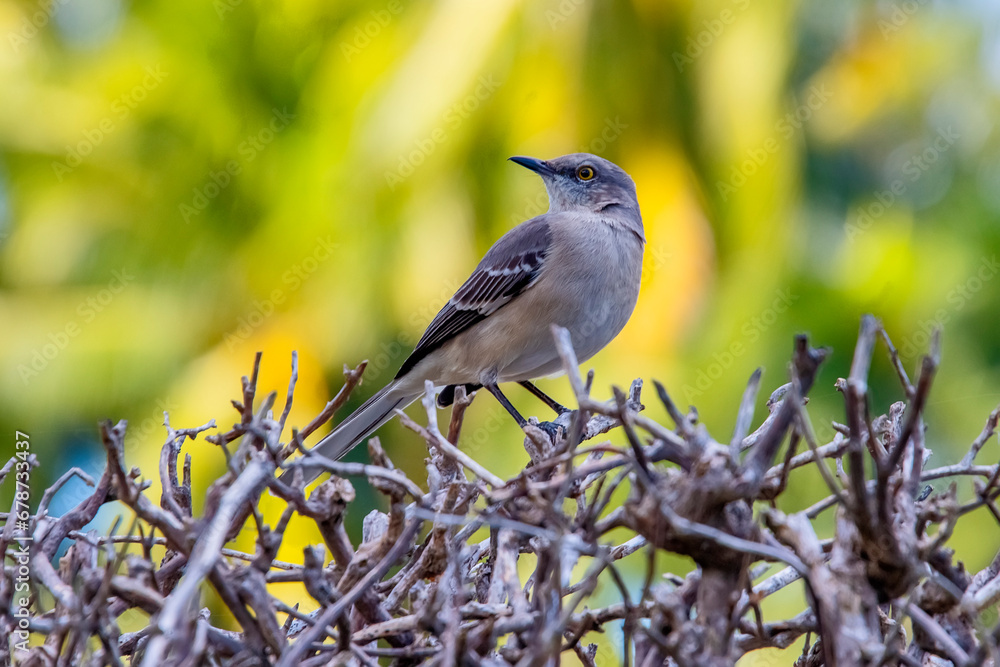 Obraz premium Imitador-Poliglota (Mimus polyglottos) | Northern Mockingbird