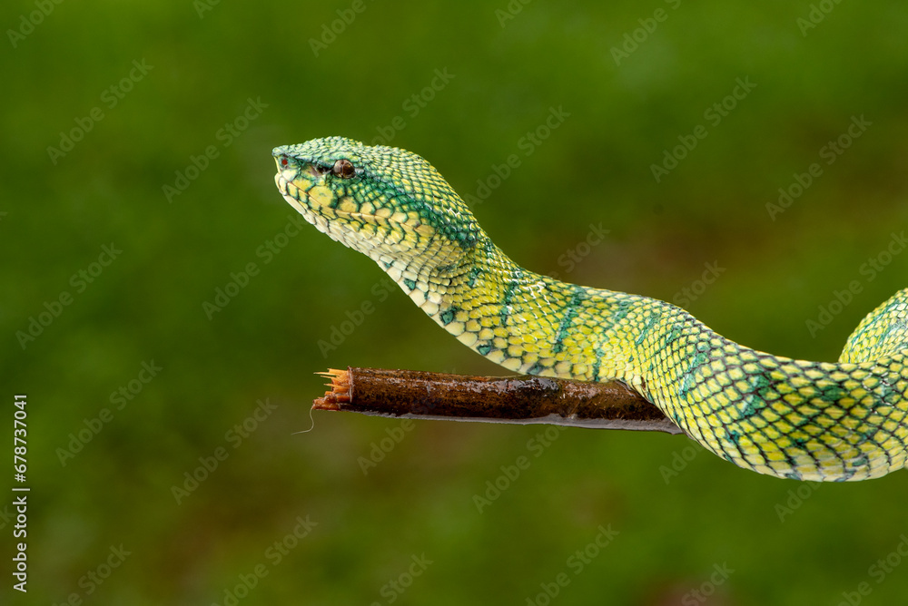 Tropidolaemus subannulatus, Bornean keeled green pit viper is a venomous pit viper species native to Indonesia Tropidolaemus subannulatus, Bornean keeled green pit viper is a venomous pit viper species native to Indonesia
