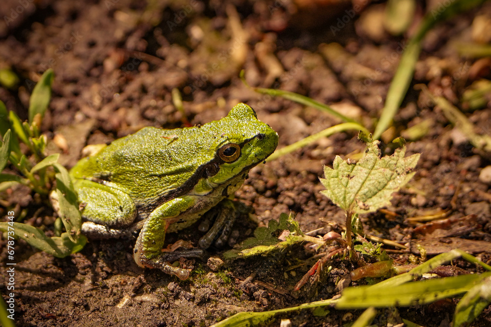 european tree frog, sitting on the ground european tree frog, sitting on the ground