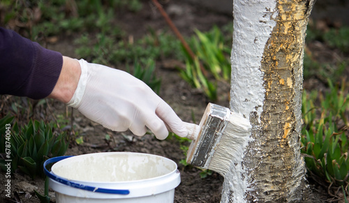 a male farmer covers a tree trunk with protective white paint against pests.