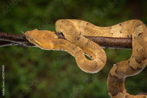 Craspedocephalus puniceus is a venomous pit viper species endemic to Indonesia and common names include flat nosed pit viper and ashy pit viper.