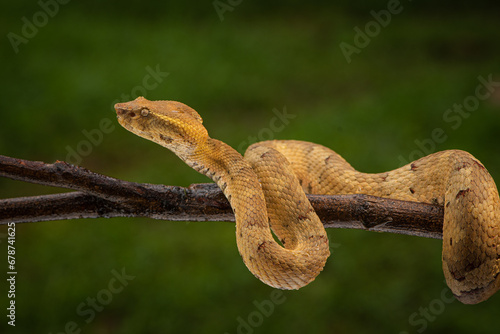 Craspedocephalus puniceus is a venomous pit viper species endemic to Indonesia and common names include flat nosed pit viper and ashy pit viper.
