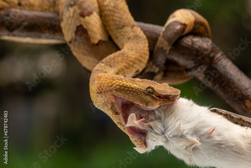 Snake eats mouse. Craspedocephalus puniceus is a venomous pit viper species endemic to Indonesia and common names include flat nosed pit viper and ashy pit viper.