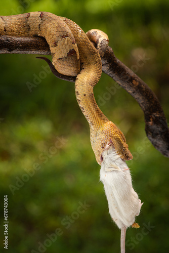 Craspedocephalus puniceus is a venomous pit viper species endemic to Indonesia and common names include flat nosed pit viper and ashy pit viper.