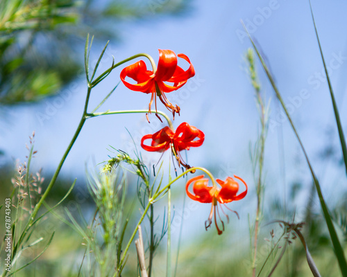 Lilium martagon L. Perennial bulbous plant 60–80 cm high, listed in the Red Book of some regions of Russia.