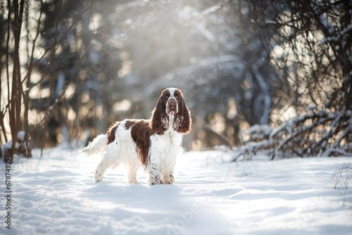Fototapeta Naklejka Na Ścianę i Meble -  Springer Spaniel dashes through snow, frisbee in jaws, against a winter forest backdrop. Sunlight filters through the trees, highlighting the spirited play