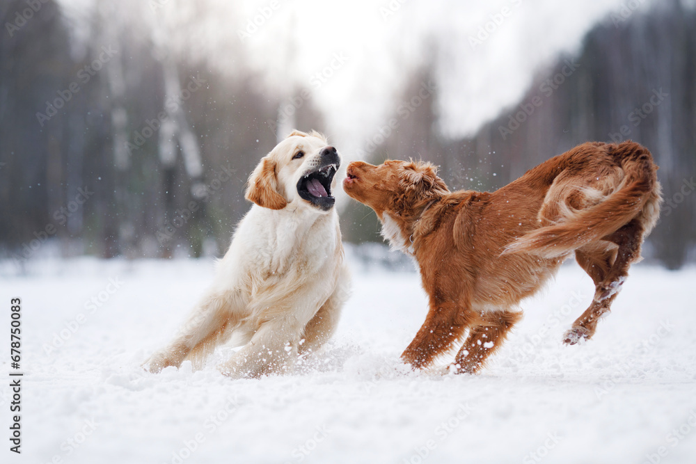 two dogs Golden Retriever and Nova Scotia Duck Tolling Retriever play together in the snow, showcasing their camaraderie and vitality amidst a winter backdrop - obrazy, fototapety, plakaty 