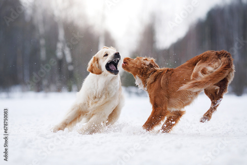 two dogs Golden Retriever and Nova Scotia Duck Tolling Retriever play together in the snow, showcasing their camaraderie and vitality amidst a winter backdrop