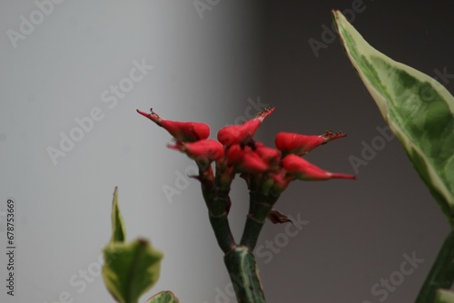 Close-up of a rosy blush Pedilanthus (Euphorbia) flower with its green leaves against a white wall photo