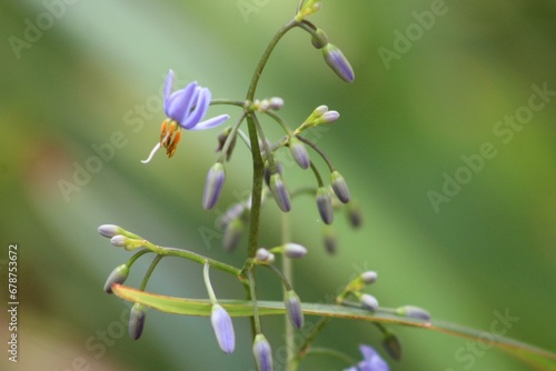 Close-up shot of dianella caerulea growing in a garden with a blurred background