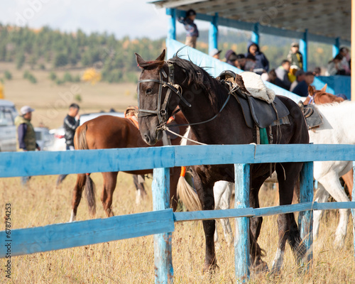 Racehorse before the race