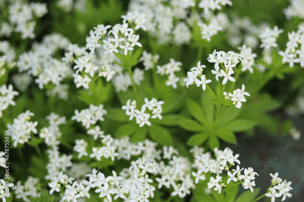 flowering woodruff plant flowering woodruff plant