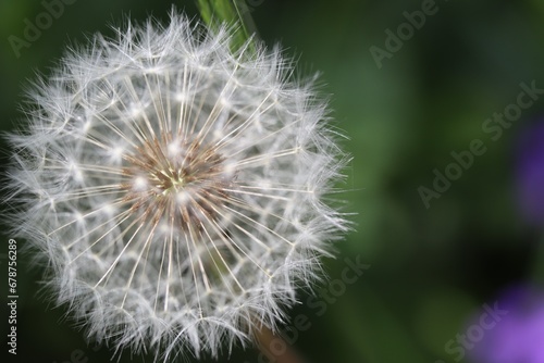 Dandelion  dandelion plant in close-up