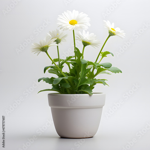 daisy flower in pot © AgungRikhi