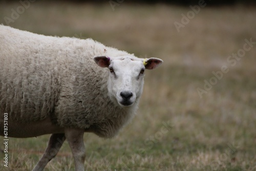 Closeup shot of a white Texel sheep looking at the camera in a field