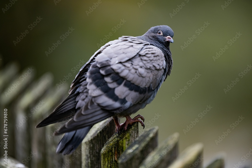 Closeup of a rock pigeon (Columba rupestris) on a wooden fence against blurred background Closeup of a rock pigeon (Columba rupestris) on a wooden fence against blurred background
