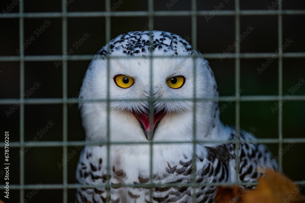 Fototapeta premium Closeup of a white snowy owl (Bubo scandiacus, Nyctea scandiaca) in a cage